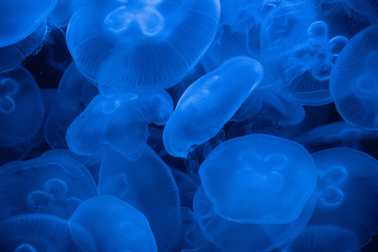 Czy meduzy w Bałtyku parzą? Sprawdź, czy jest się czego bać nad polskim morzem